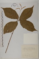 臺灣及己藏品圖，第1張