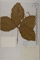 臺灣及己藏品圖，第1張