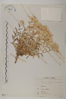 抱莖籟簫藏品圖，第1張