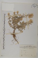 抱莖籟簫藏品圖，第1張