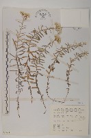 玉山抱莖籟簫藏品圖，第1張