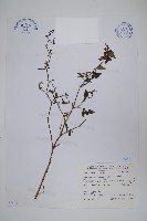 曲莖馬藍藏品圖，第1張