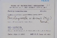 曲莖馬藍藏品圖，第2張