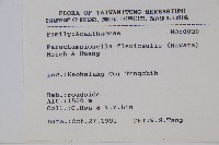 曲莖馬藍藏品圖，第2張