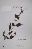 曲莖馬藍藏品圖，第1張