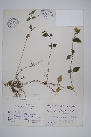 臺灣明萼草藏品圖，第1張