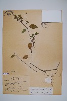 臺灣明萼草藏品圖，第1張