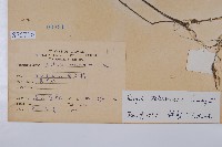 臺灣明萼草藏品圖，第2張