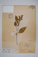 臺灣明萼草藏品圖，第1張