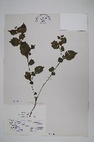 曲莖馬藍藏品圖，第1張