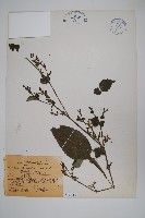 曲莖馬藍藏品圖，第1張