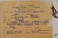 曲莖馬藍藏品圖，第2張