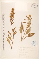 一枝黃花藏品圖，第1張