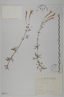 蠅子草藏品圖，第1張