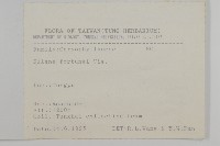 蠅子草藏品圖，第2張