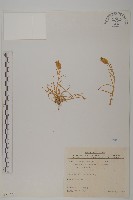 玉山蠅子草藏品圖，第1張