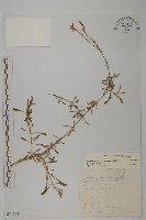 蠅子草藏品圖，第1張