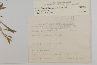 蠅子草藏品圖，第2張