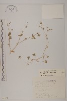 繁縷藏品圖，第1張