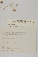 繁縷藏品圖，第2張