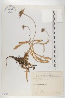 玉山山蘿蔔藏品圖，第1張