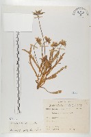 玉山山蘿蔔藏品圖，第1張