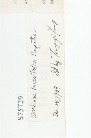 玉山山蘿蔔藏品圖，第3張