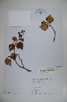 樺葉莢迷、玉山莢迷藏品圖，第1張