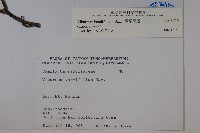 樺葉莢迷、玉山莢迷藏品圖，第2張