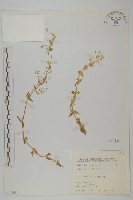 疏花繁縷藏品圖，第1張