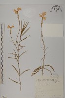 玉山石竹藏品圖，第1張