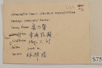 康乃馨、荷蘭瞿麥、紅茂草、香剪絨花藏品圖，第2張