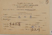 康乃馨、荷蘭瞿麥、紅茂草、香剪絨花藏品圖，第2張