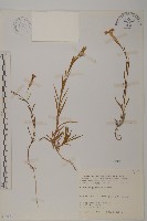 玉山石竹藏品圖，第1張