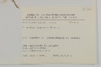 玉山石竹藏品圖，第2張