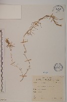 玉山石竹藏品圖，第1張