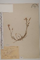 玉山石竹藏品圖，第1張