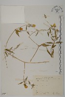 狗筋蔓藏品圖，第1張