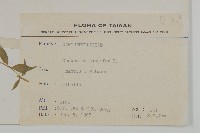 狗筋蔓藏品圖，第2張