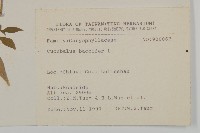 狗筋蔓藏品圖，第2張