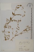 狗筋蔓藏品圖，第1張