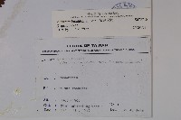 樺葉莢迷、玉山莢迷藏品圖，第2張