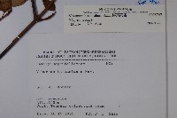 樺葉莢迷、玉山莢迷藏品圖，第2張