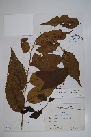 毛瓣蝴蝶木藏品圖，第1張