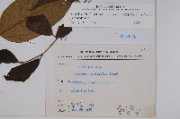 毛瓣蝴蝶木藏品圖，第2張