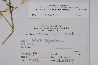 向天黃藏品圖，第2張