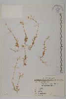 玉山卷耳藏品圖，第1張