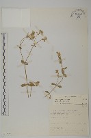 球序卷耳藏品圖，第1張