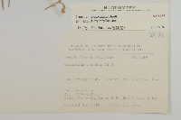 球序卷耳藏品圖，第2張