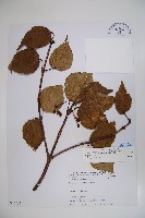 樺葉莢迷、玉山莢迷藏品圖，第1張